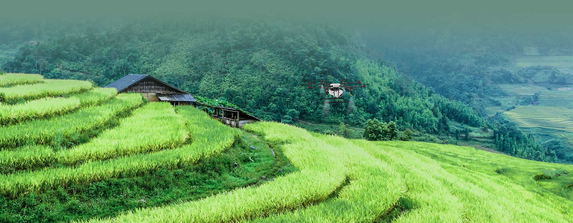crop_rice.jpg